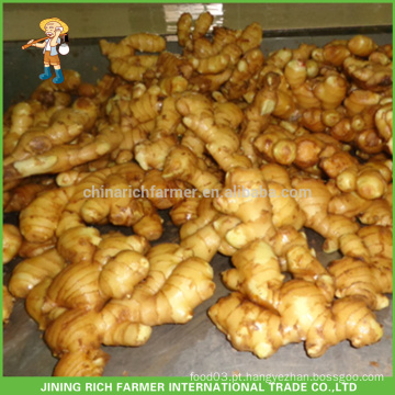 O preço o mais atrasado para China Ginger fresco 150g acima na caixa do PVC de 8kg / 10kg